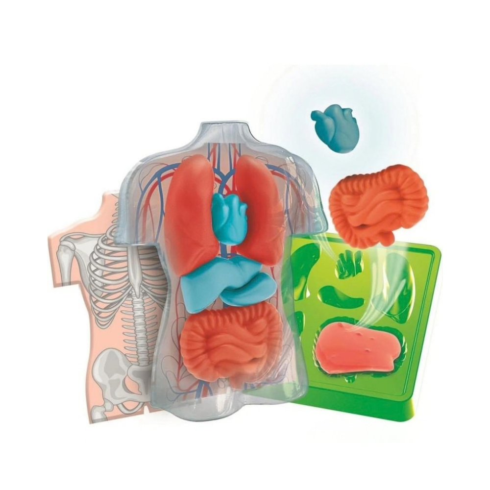 Clementoni Anatomia Skviši organi